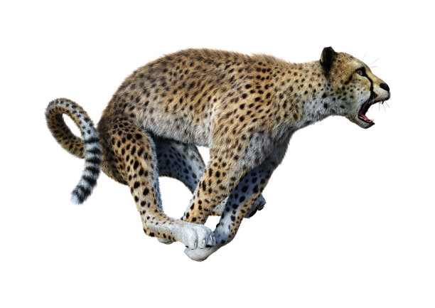 3D插图大猫猎豹在白色图片下载