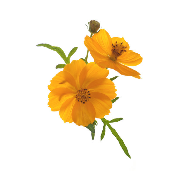 硫宇宙之花图片下载