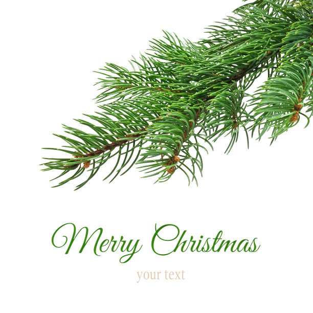 圣诞树枝图片下载