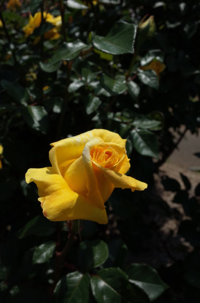 玫瑰-黄色“镰仓”图片下载