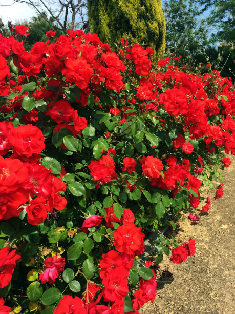 夏天公园里的红玫瑰花丛图片下载