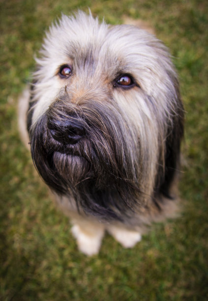 加泰罗尼亚的牧羊犬图片下载