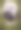 加泰罗尼亚的牧羊犬图片下载