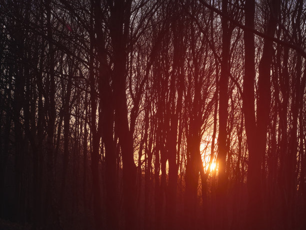 管理林地日落时温暖的阳光图片下载