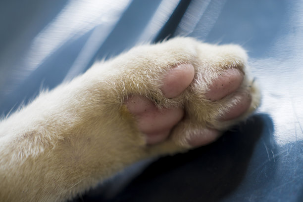 猫爪靠近图片下载