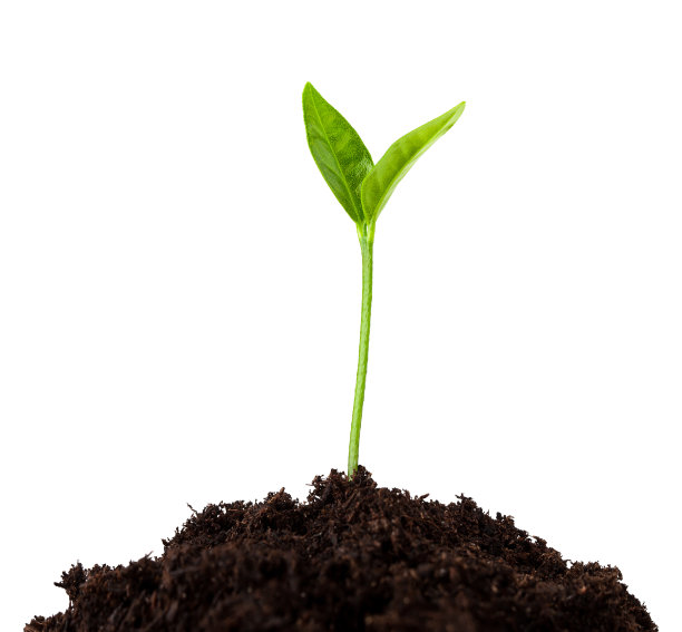 从土壤中生长的幼苗，芽孤立在白色背景，修剪路径图片下载