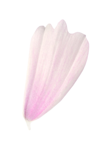 一片宇宙花的花瓣图片下载