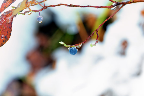 雷尼尔山覆雪蓝莓特写，华盛顿州素材图片