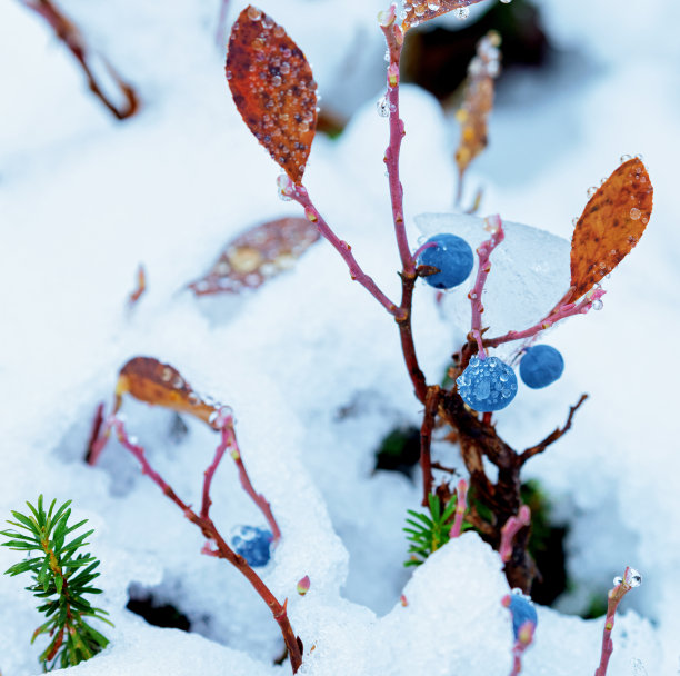 雷尼尔山覆雪蓝莓特写，华盛顿州素材图片