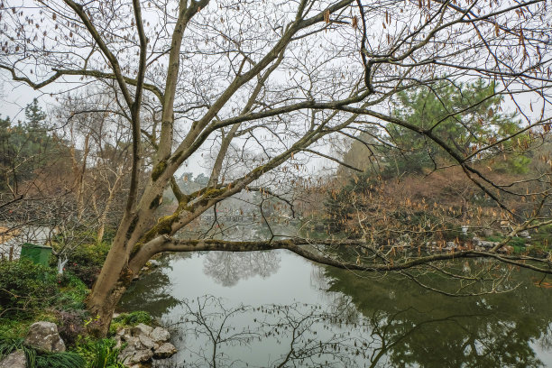 中国杭州西湖的一棵倒下的树图片下载