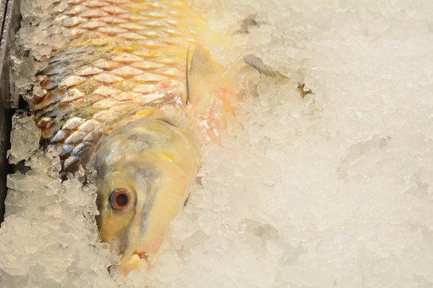 市场上的冷冻鱼。图片下载
