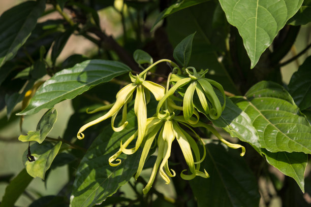 黄连花图片下载