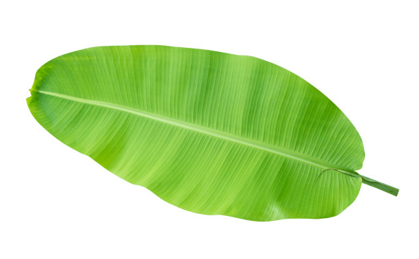 新鲜的绿色热带香蕉叶子孤立在白色的背景，包括修剪路径图片下载