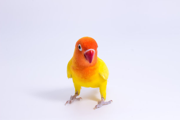 橙色的小狗Lovebird图片下载