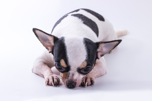 吉娃娃小狗狗图片下载