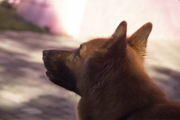 一只快乐的狗看向别处图片下载