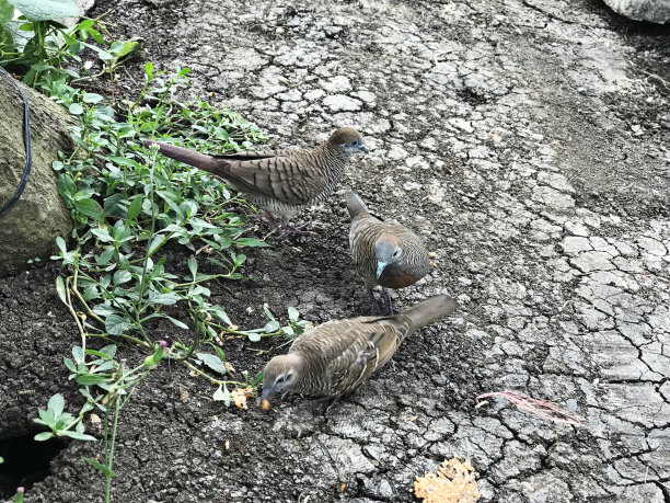 斑鸠或泰国斑鸠。图片下载