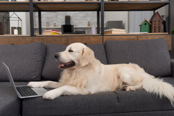 可爱的金毛猎犬躺在家里的沙发上，拿着笔记本电脑图片下载