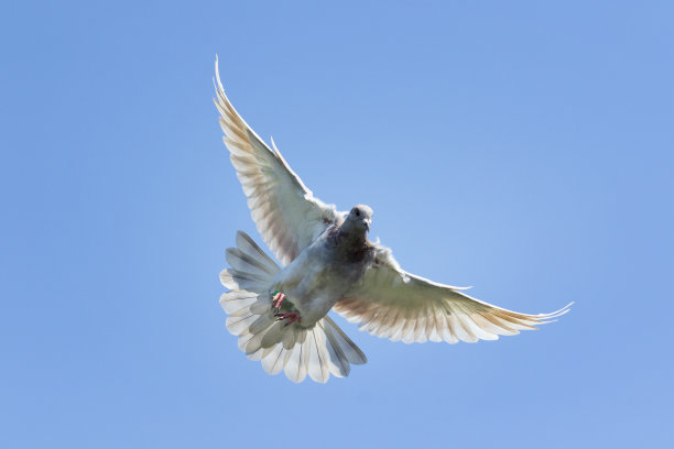 飞翔速度赛车鸽鸟对抗晴朗的蓝天图片下载