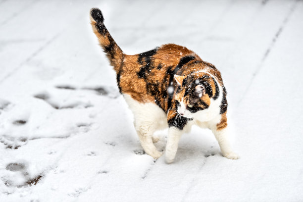 在暴风雪的天气里，一只白色的老猫独自站在铺满雪的木板上图片下载