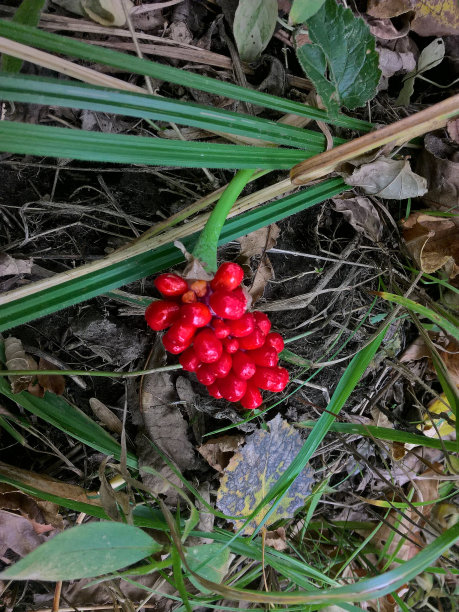 天坛上的杰克野蔷薇红莓图片下载