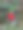 天坛上的杰克野蔷薇红莓图片下载