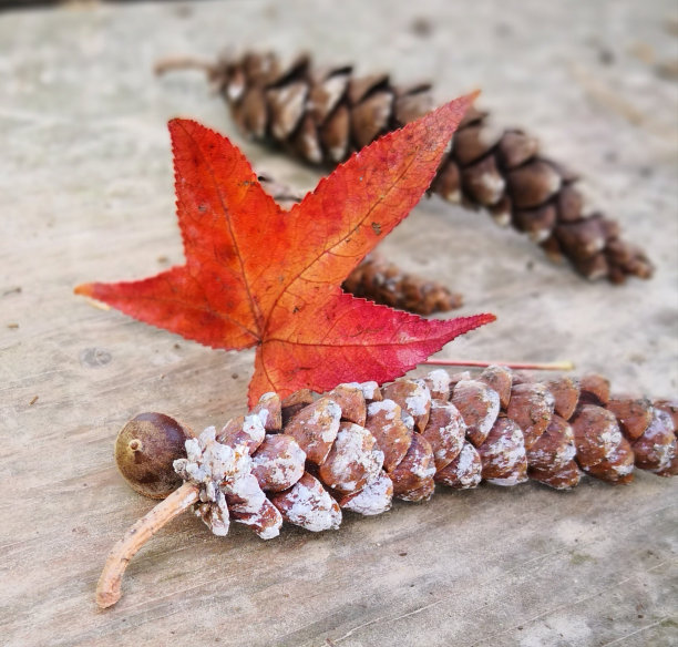 秋天的时候，在一座木桥上有红色的甜树胶叶子，上面有松果和橡子图片下载