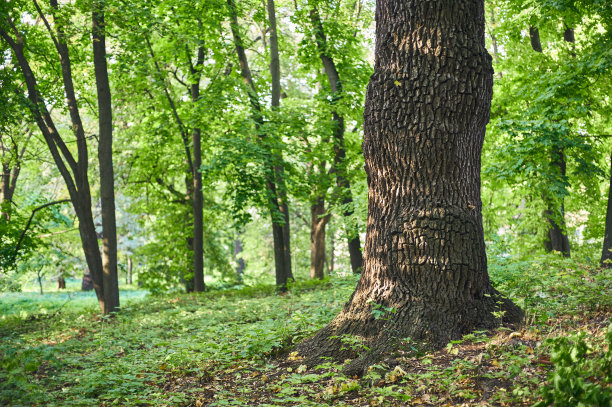 大橡树在美丽的公园景色在公园与绿色的草地图片下载
