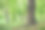 大橡树在美丽的公园景色在公园与绿色的草地图片下载