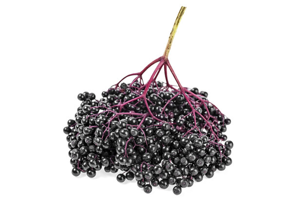 一束黑色接骨木在白色的背景上的特写图片下载