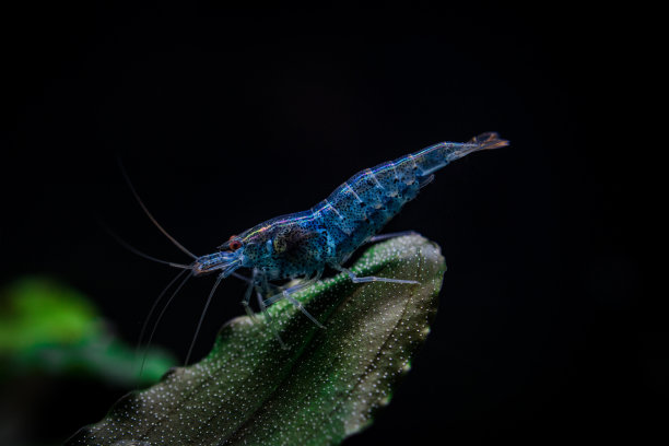 淡水水族馆中的蓝色光环虾图片下载