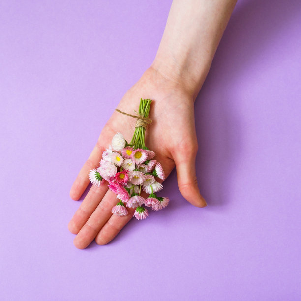 夏季创意构图，简约风格。白色和粉红色的玛格丽特雏菊花花束躺在女性打开的手掌上，在淡紫色的背景。俯视图，平放，复制空间图片下载