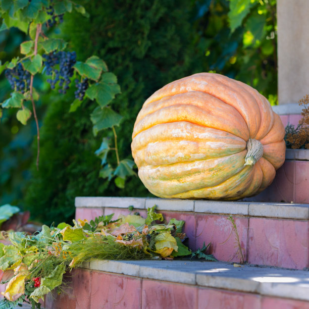 台阶上放着一个巨大的南瓜。图片下载