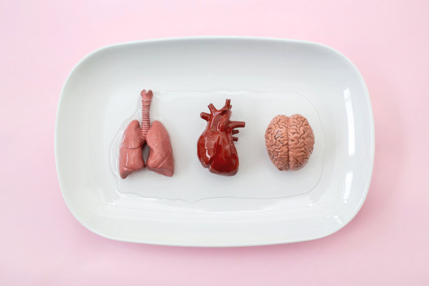 人体内部器官图片下载