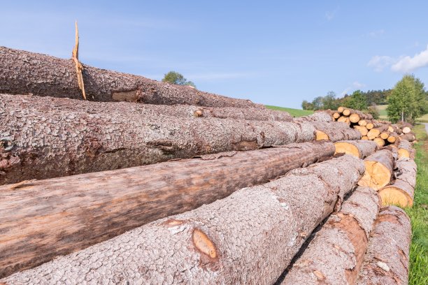 德国巴伐利亚森林中堆积的没有树枝的原木图片下载