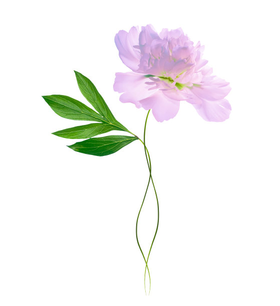 花牡丹孤立在白色背景上。图片下载