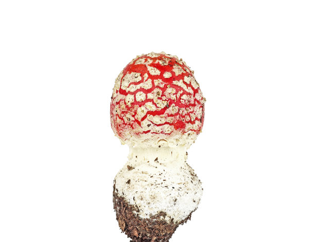 白色背景上孤立的小红色蝇木耳菌图片下载