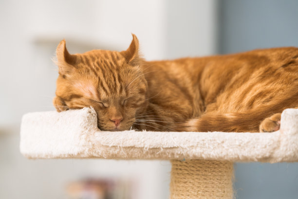 动物摄影图片下载