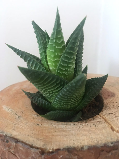 仙人掌背景(芦荟)图片下载