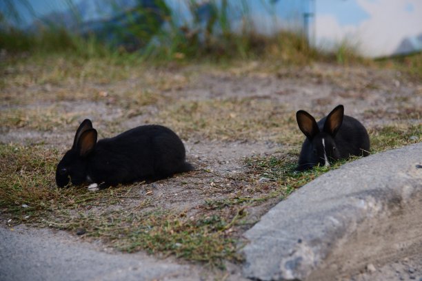 在外面吃草的野兔图片下载