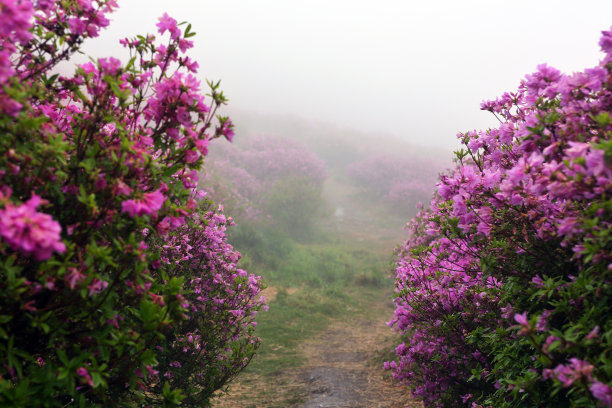 VH519杜鹃花带雾图片下载