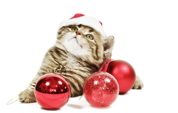 戴着圣诞帽的小猫图片下载
