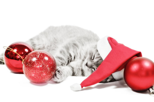 戴着圣诞帽睡觉的小猫图片下载