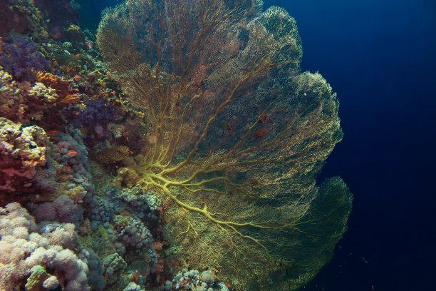 戈贡人珊瑚，西帕丹，马来西亚图片下载