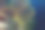 戈贡人珊瑚，西帕丹，马来西亚图片下载