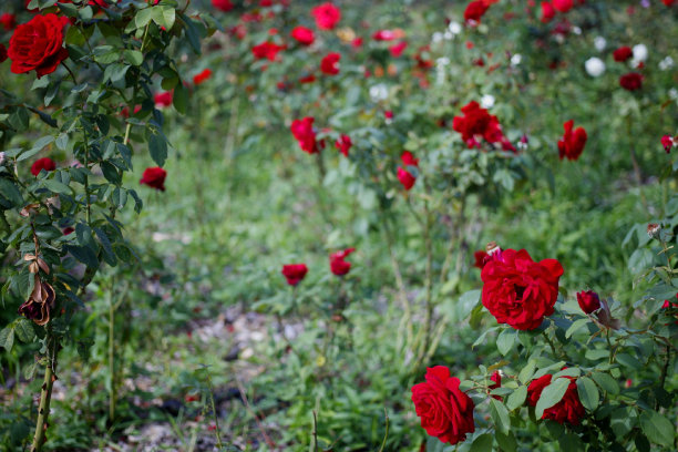 VH503 玫瑰图片下载