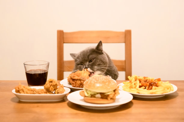 英国短毛猫坐在桌子旁吃东西。图片下载