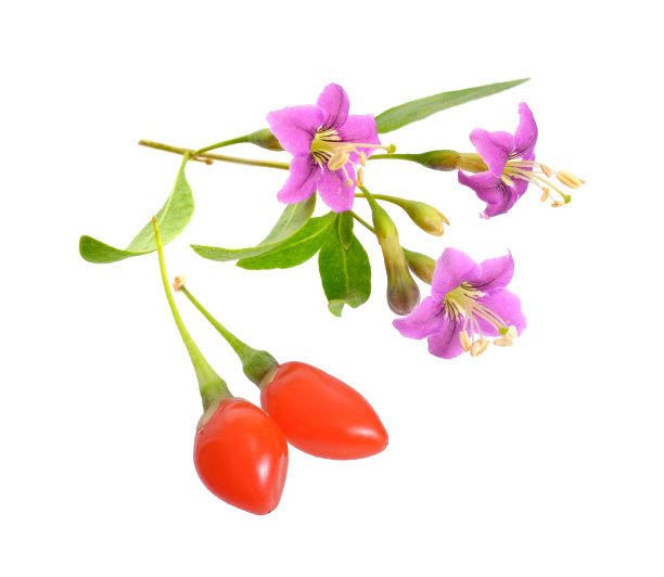 枸杞或枸杞，花孤立在白色背景上。图片下载