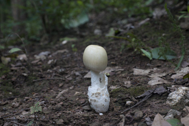 自然界白色的野生蘑菇。图片下载