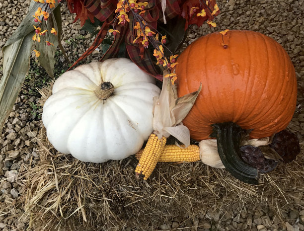 白色和橙色的南瓜秋收图片下载